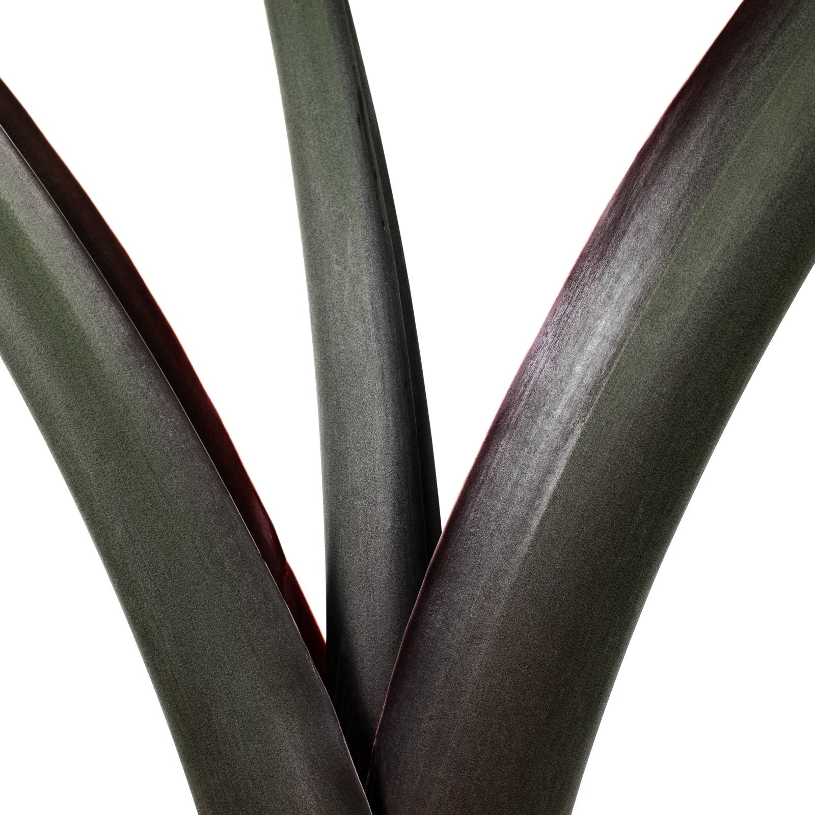 Alocasia Black Stem, Elephant Ears, Live Tropical Plant in grower pot with smooth, dark charcoal-colored stalks growing closely together, ideal for bright indoor spaces and tropical home decor.