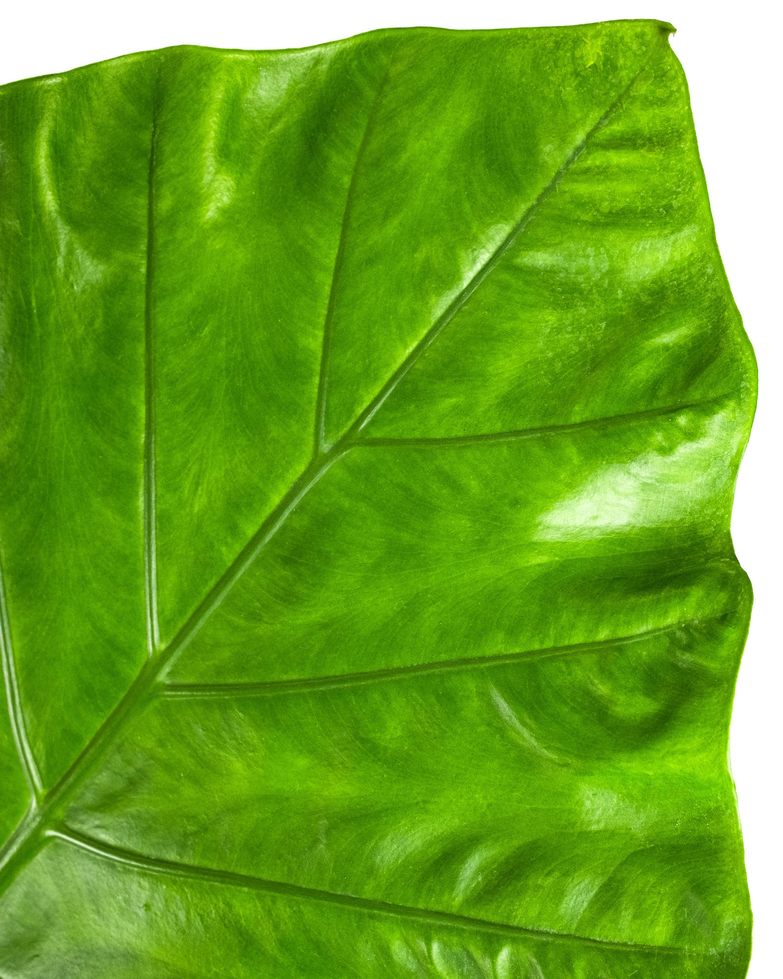 Alocasia Black Stem, Elephant Ears, Live Tropical Plant