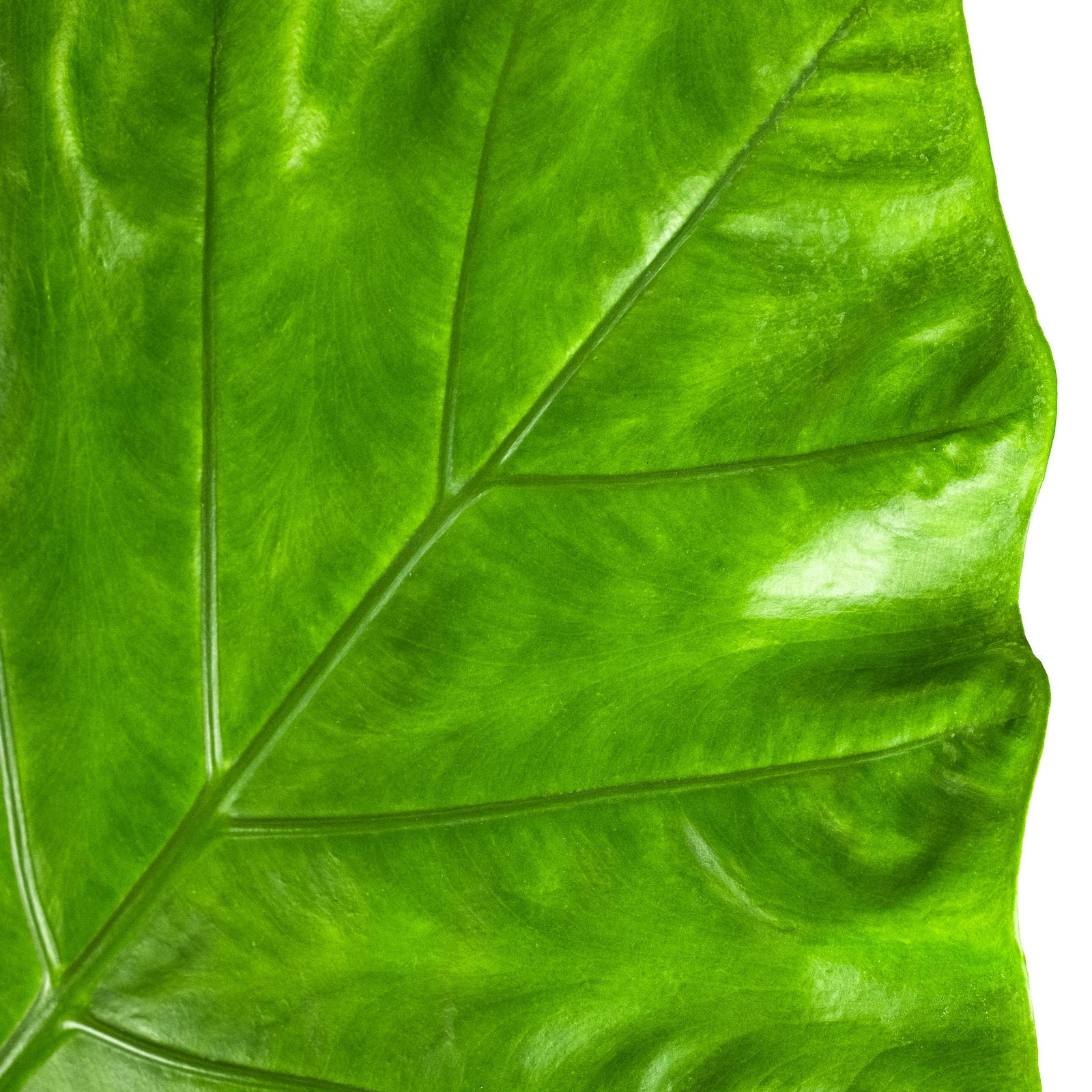 Alocasia Black Stem, Elephant Ears, Live Tropical Plant in grower pot with a massive textured green leaf and prominent pale green veins, ideal for bright indoor spaces and tropical home decor.