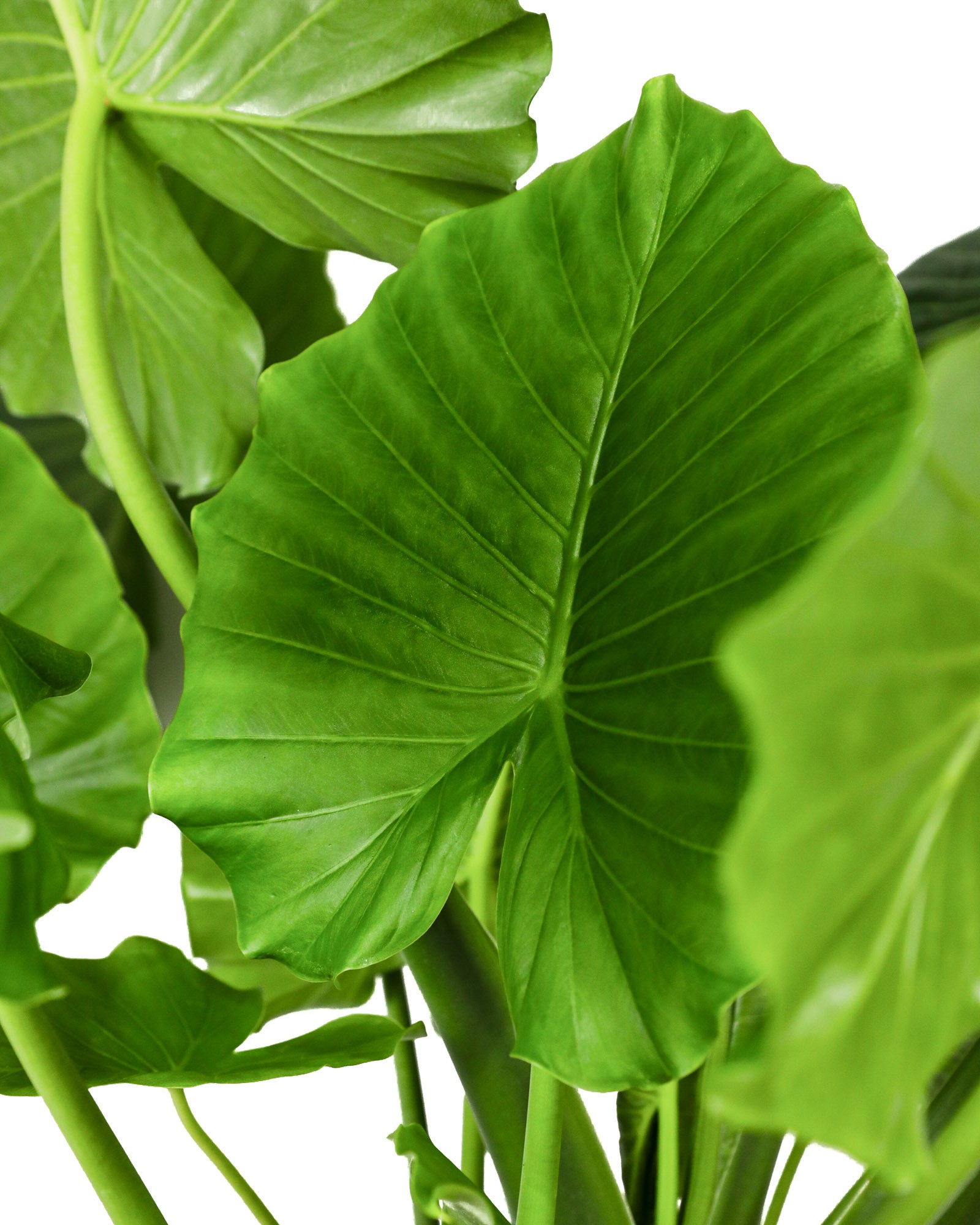 Alocasia California Odora, Elephant Ears