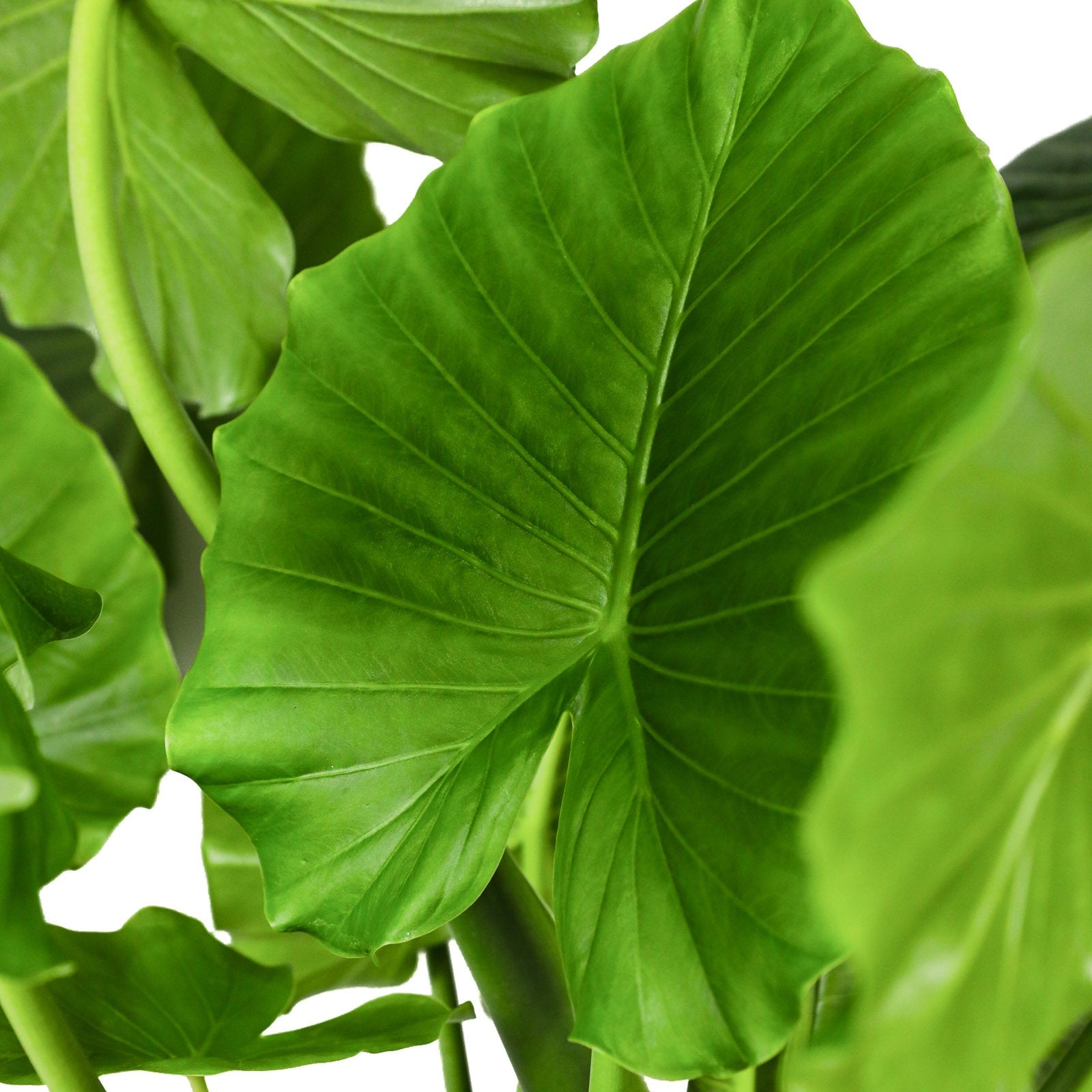 Close up of Alocasia California Odora, Elephant Ears foliage with glossy deep green tropical texture and pronounced veining, ideal for ornamental plant displays.
