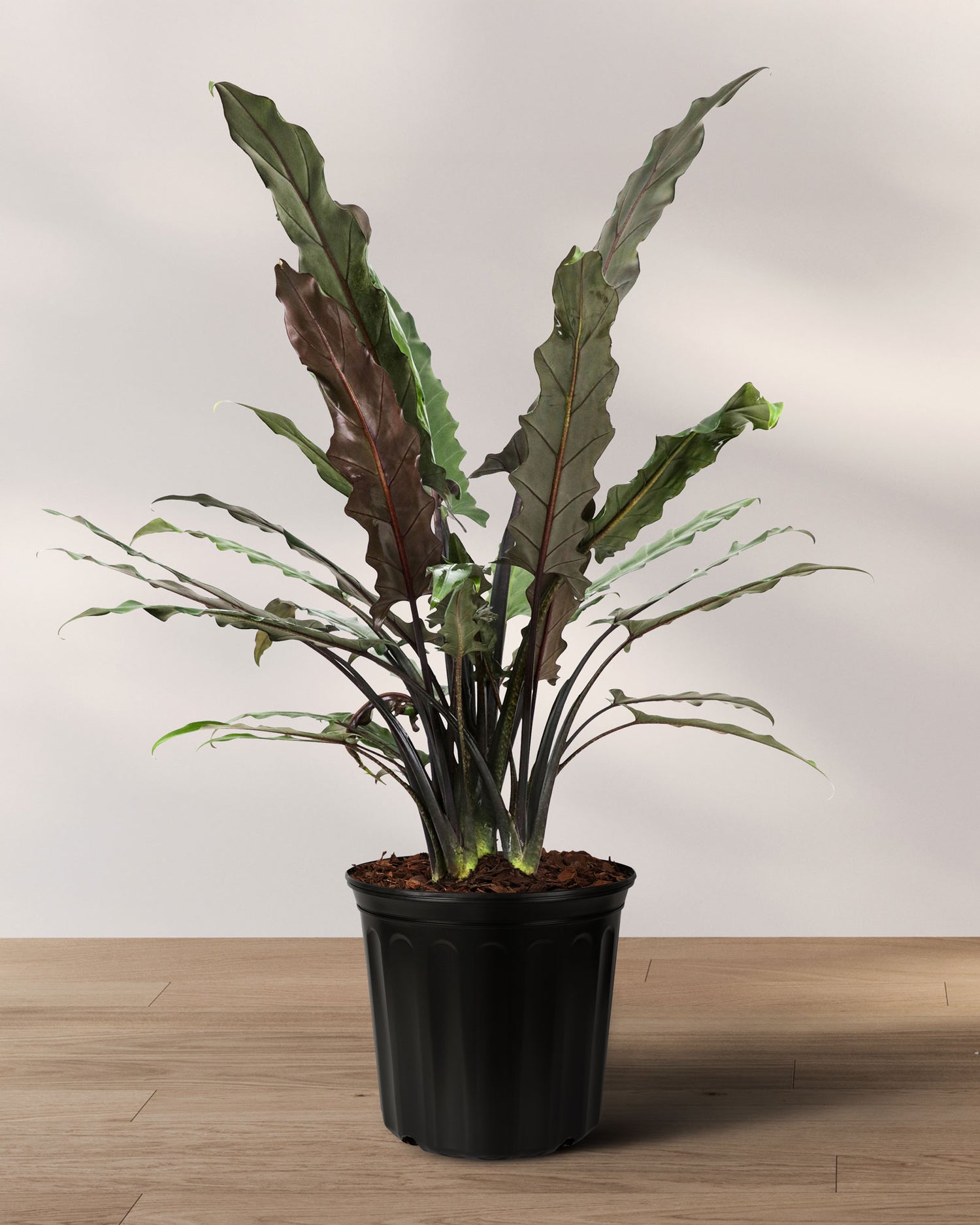 Alocasia Lauterbachiana, Purple Sword Tree