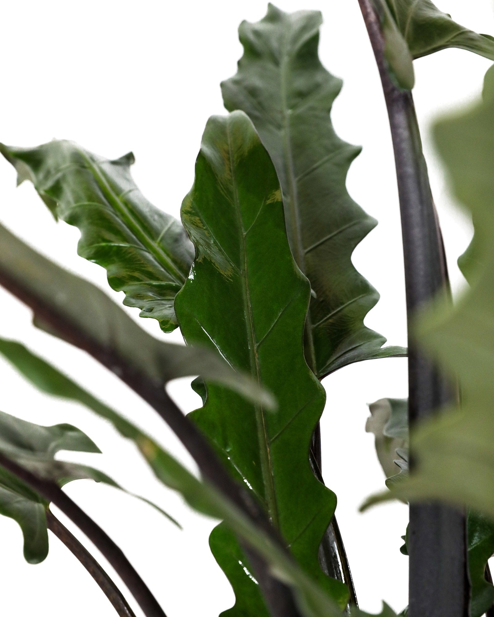 Alocasia Lauterbachiana, Purple Sword Tree