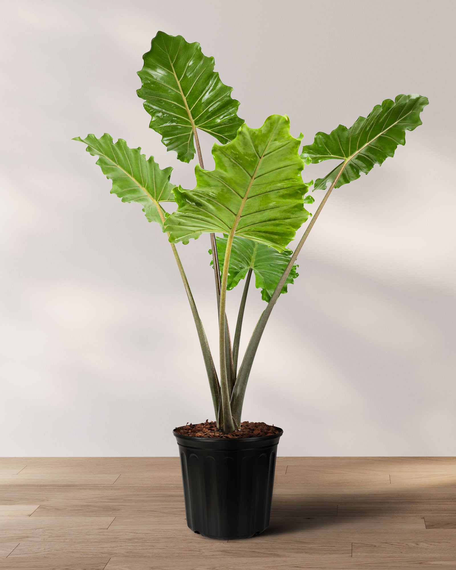 Alocasia Portora, Elephant Ears, Live Tropical Plant