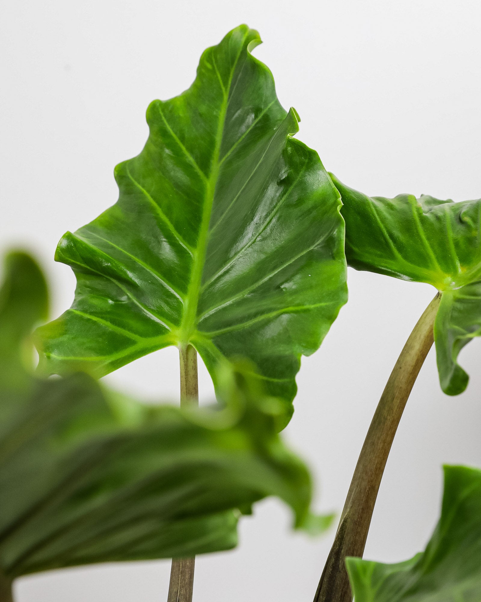 Alocasia Portora, Elephant Ears, Live Tropical Plant
