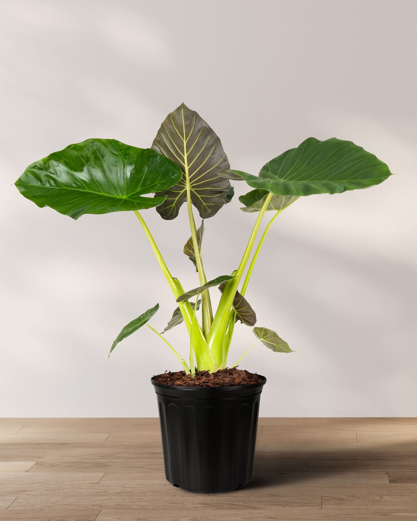 Alocasia Regal Shields