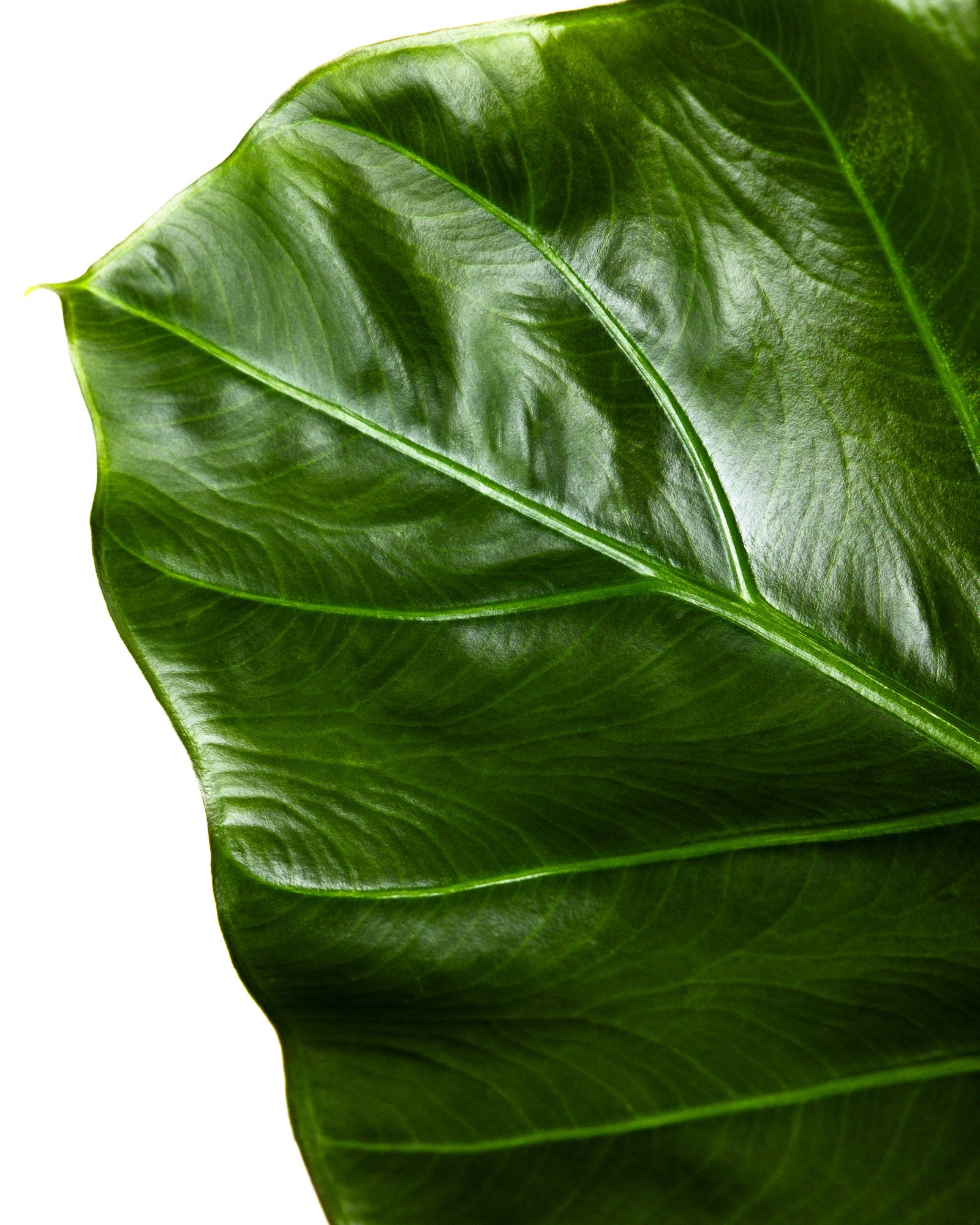 Alocasia Regal Shields