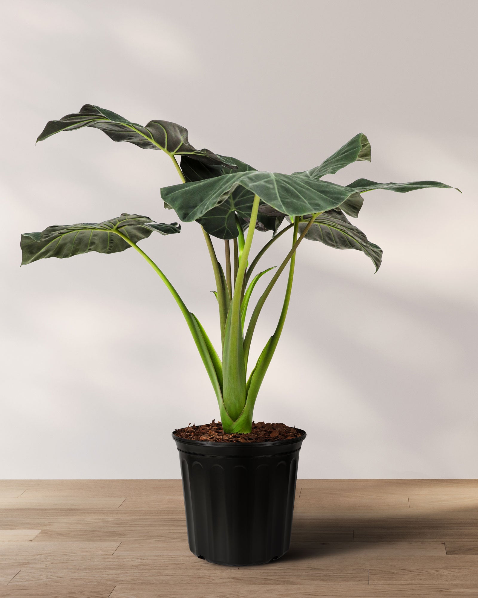 Alocasia Regal Shields