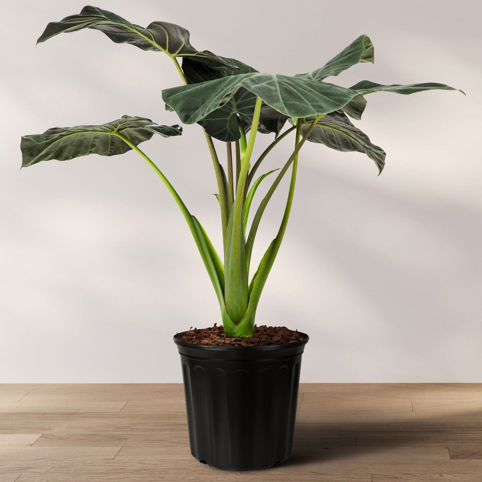 Alocasia Regal Shields in 2 gallon container featuring eye-catching dark green leaves with stunning purple undersides and tall upright stems, ideal for bright indoor spaces and adding a bold tropical look to any plant collection.
