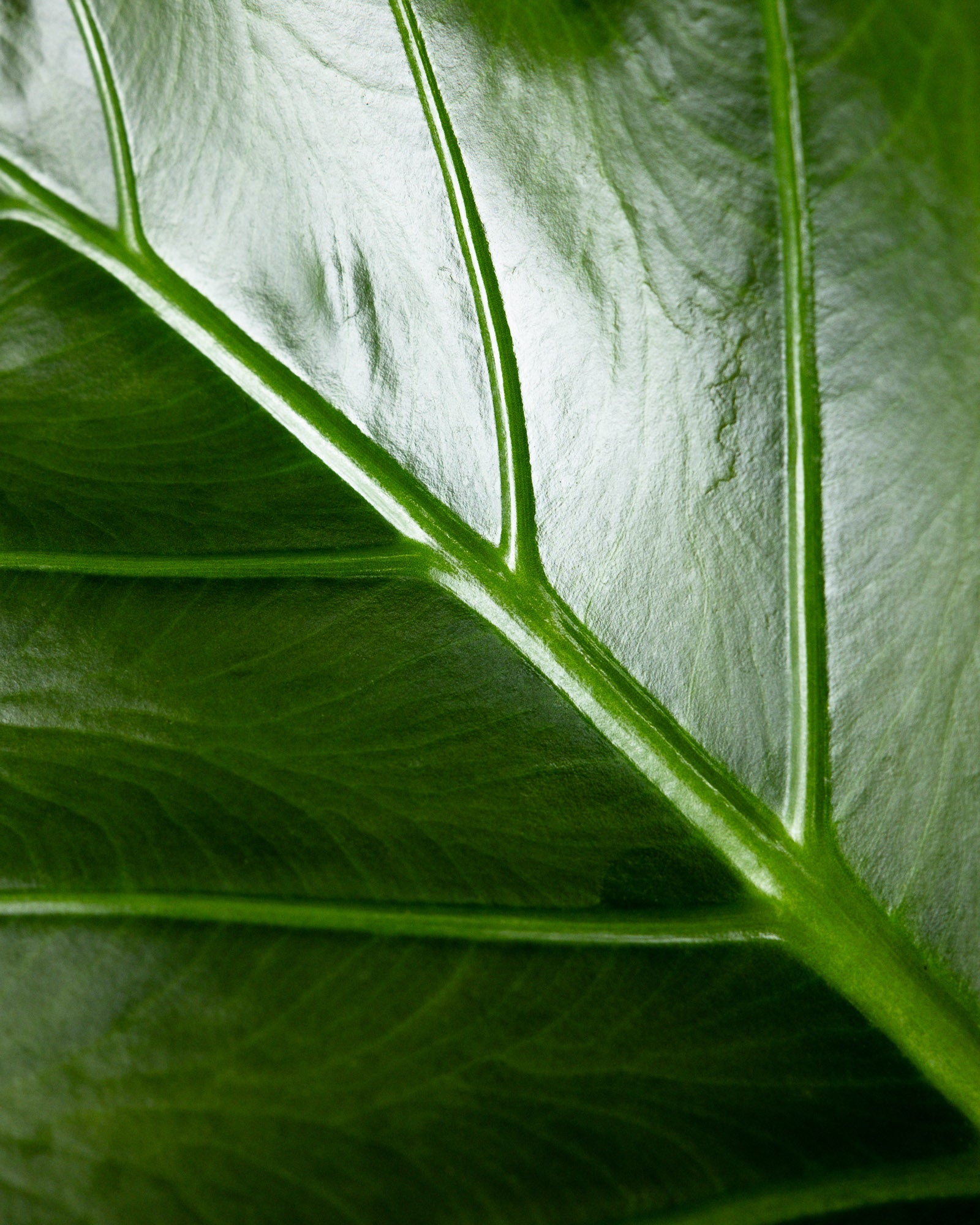 Alocasia Regal Shields