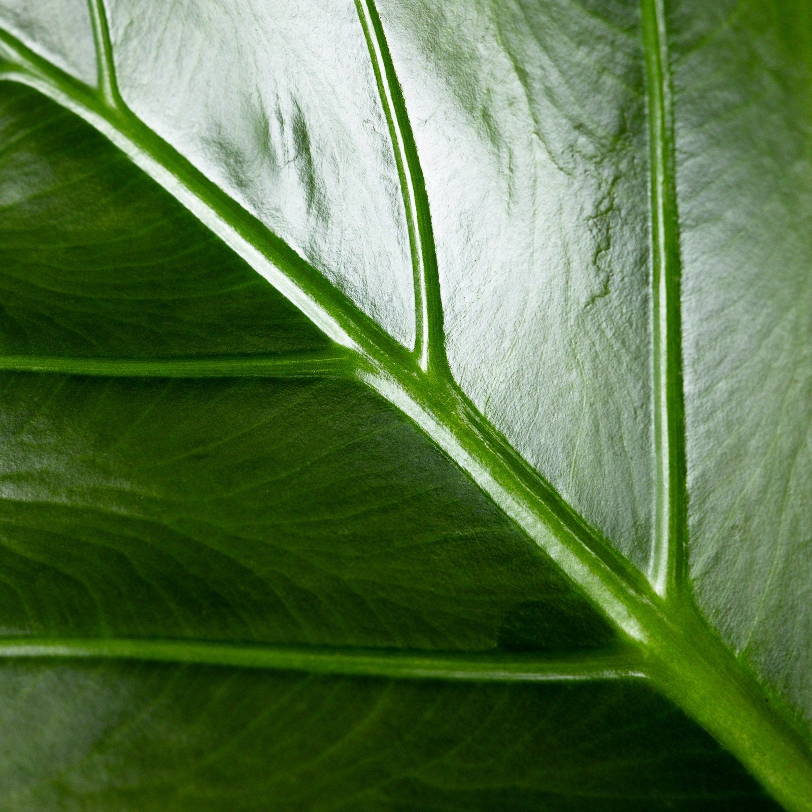 Close up of Alocasia Regal Shields leaf highlighting the intricate network of bright green veins illuminated against deep green textured foliage, ideal for showcasing the dramatic details of this tropical plant.