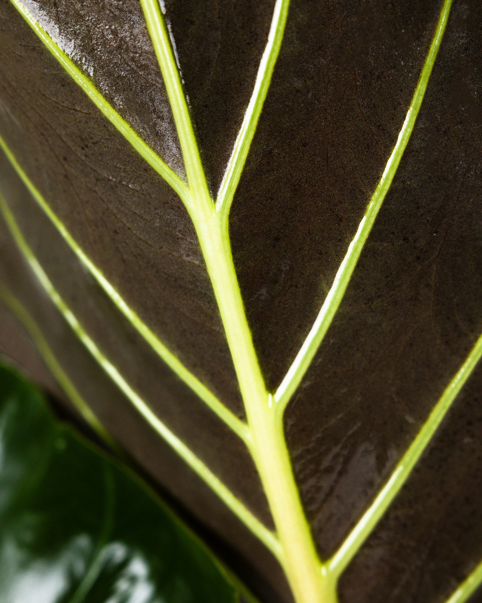 Alocasia Regal Shields