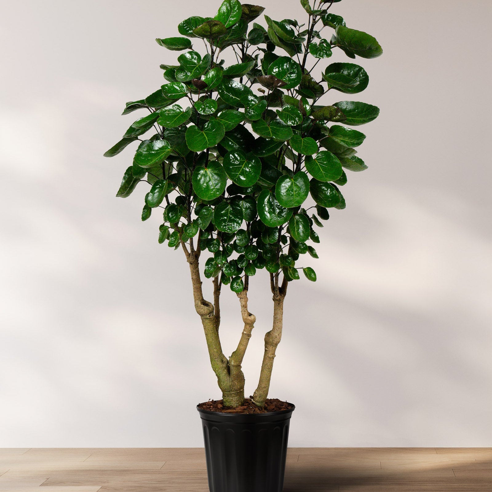 A potted Aralia Fabian plant with dark green foliage, displayed against a neutral background.