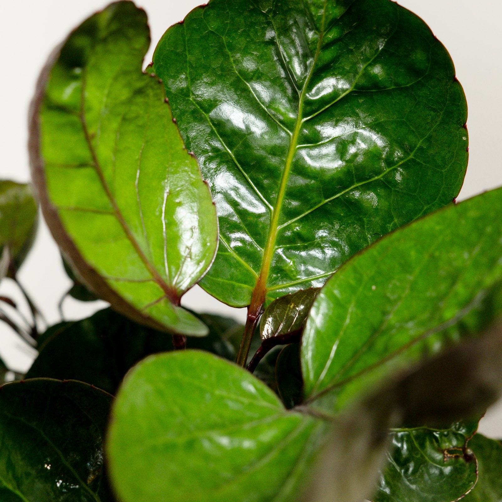 A potted Aralia Fabian plant with dark green foliage, displayed against a neutral background.