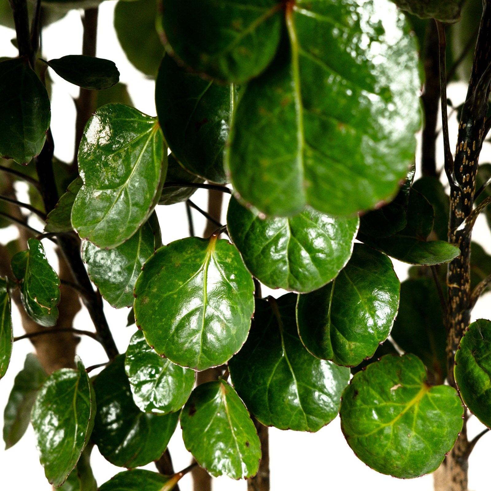 Close-up of green leaves on a tree A potted Aralia Fabian plant with dark green foliage, displayed against a neutral background.