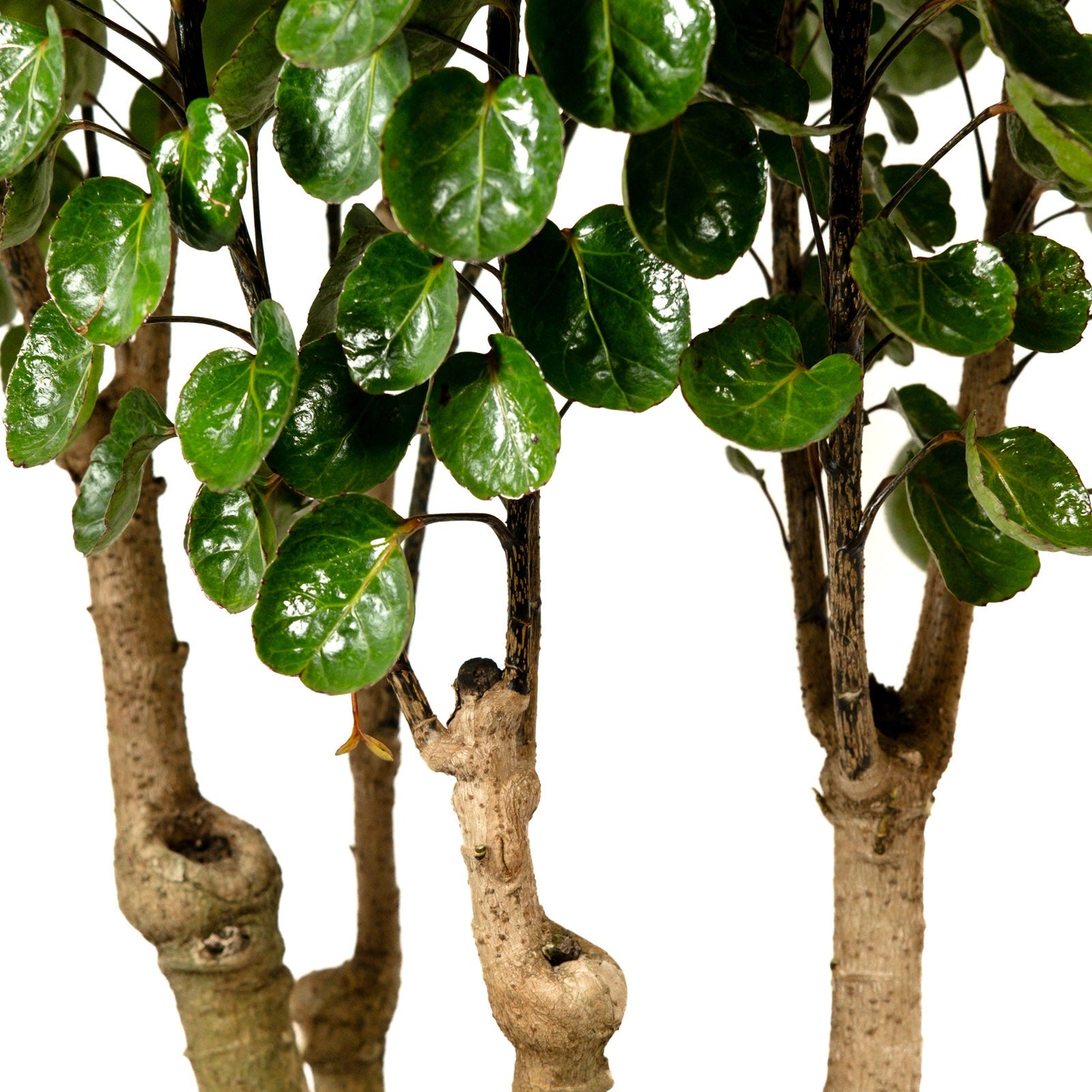 A potted Aralia Fabian plant with dark green foliage, displayed against a neutral background.