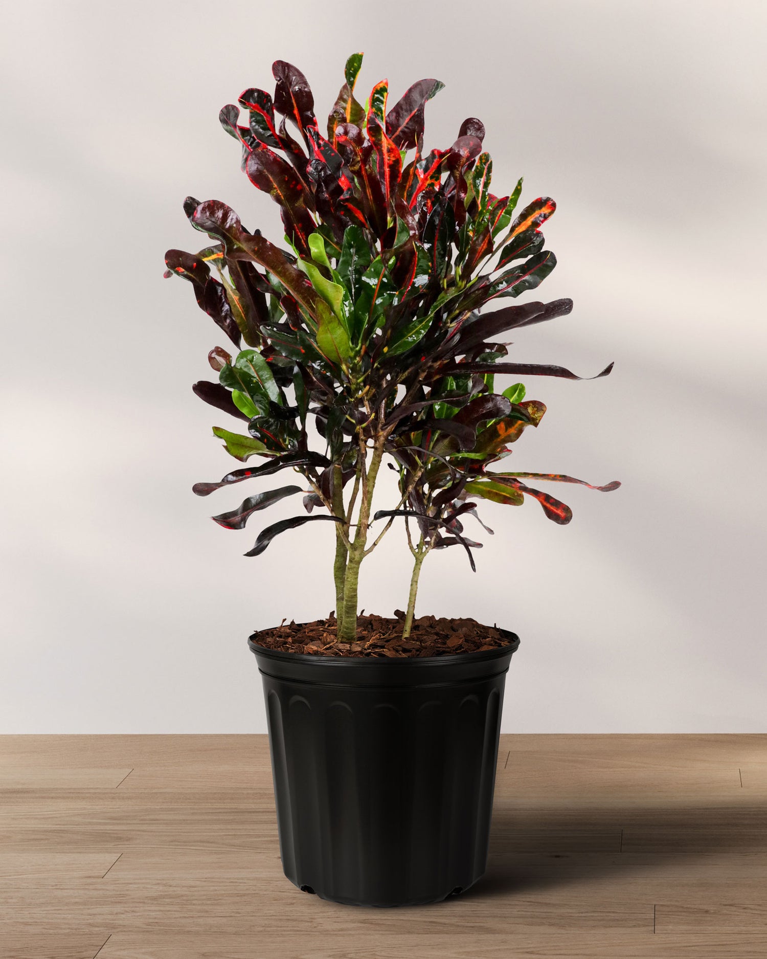 Croton Mammy Red, Mammey Live Tropical Plant Indoor or Outdoor