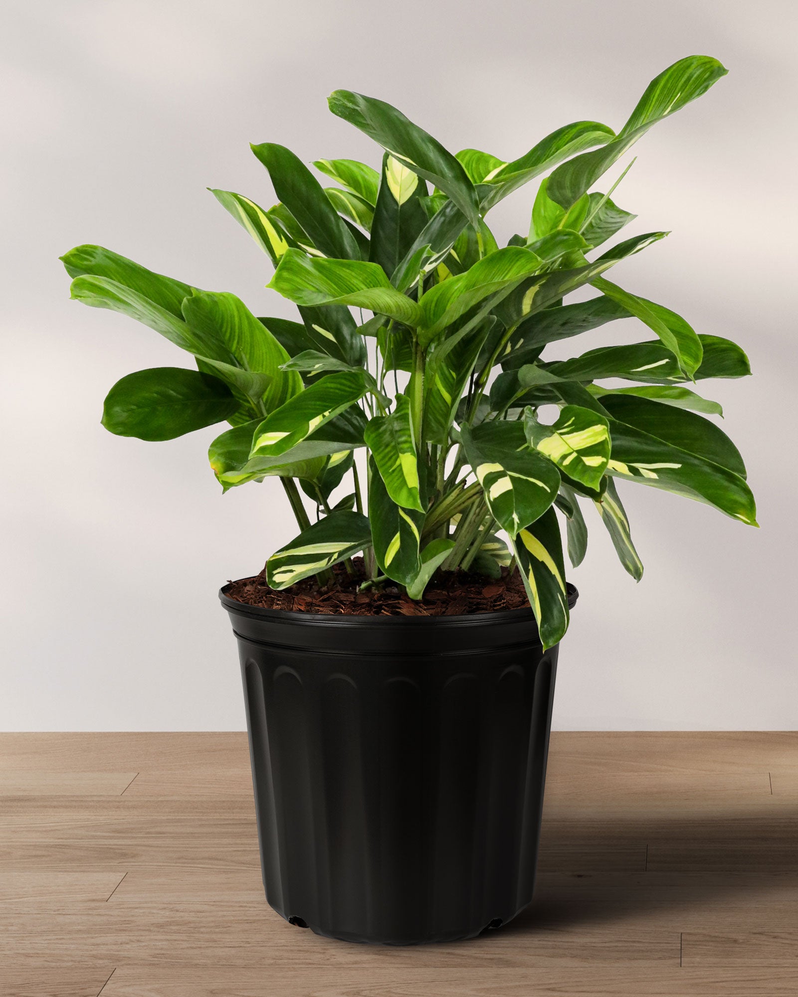 live indoor potted plants Ctenanthe Lubbersiana, Live Indoor Plant