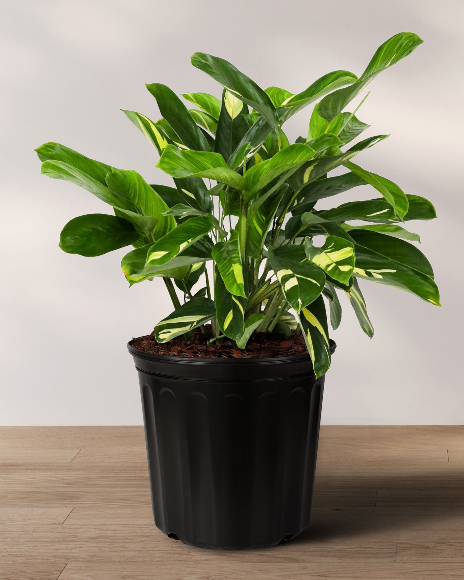 Ctenanthe Lubbersiana, Live Indoor Plant