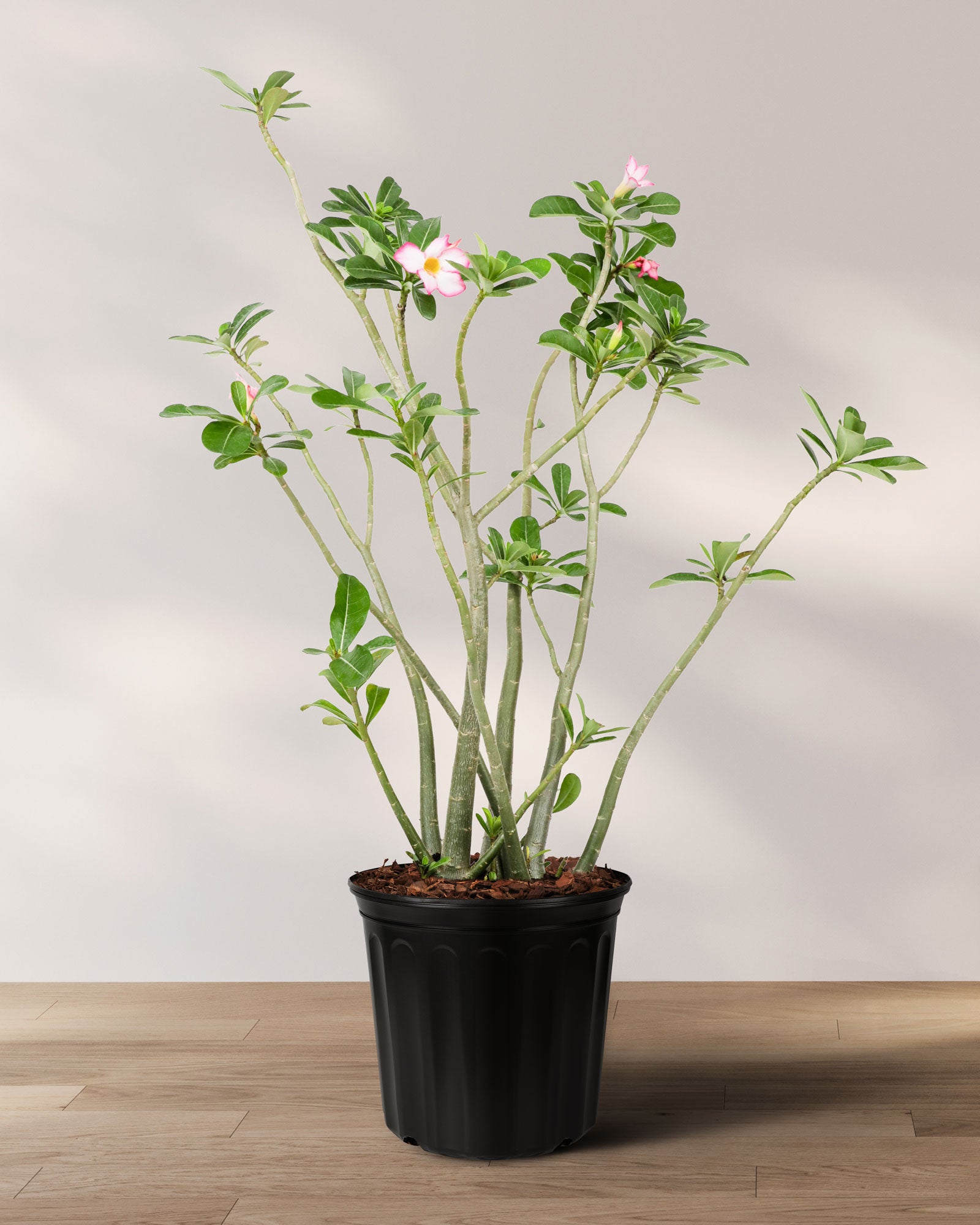 desert rose potted plant Explore Desert Rose, Adenium obesum