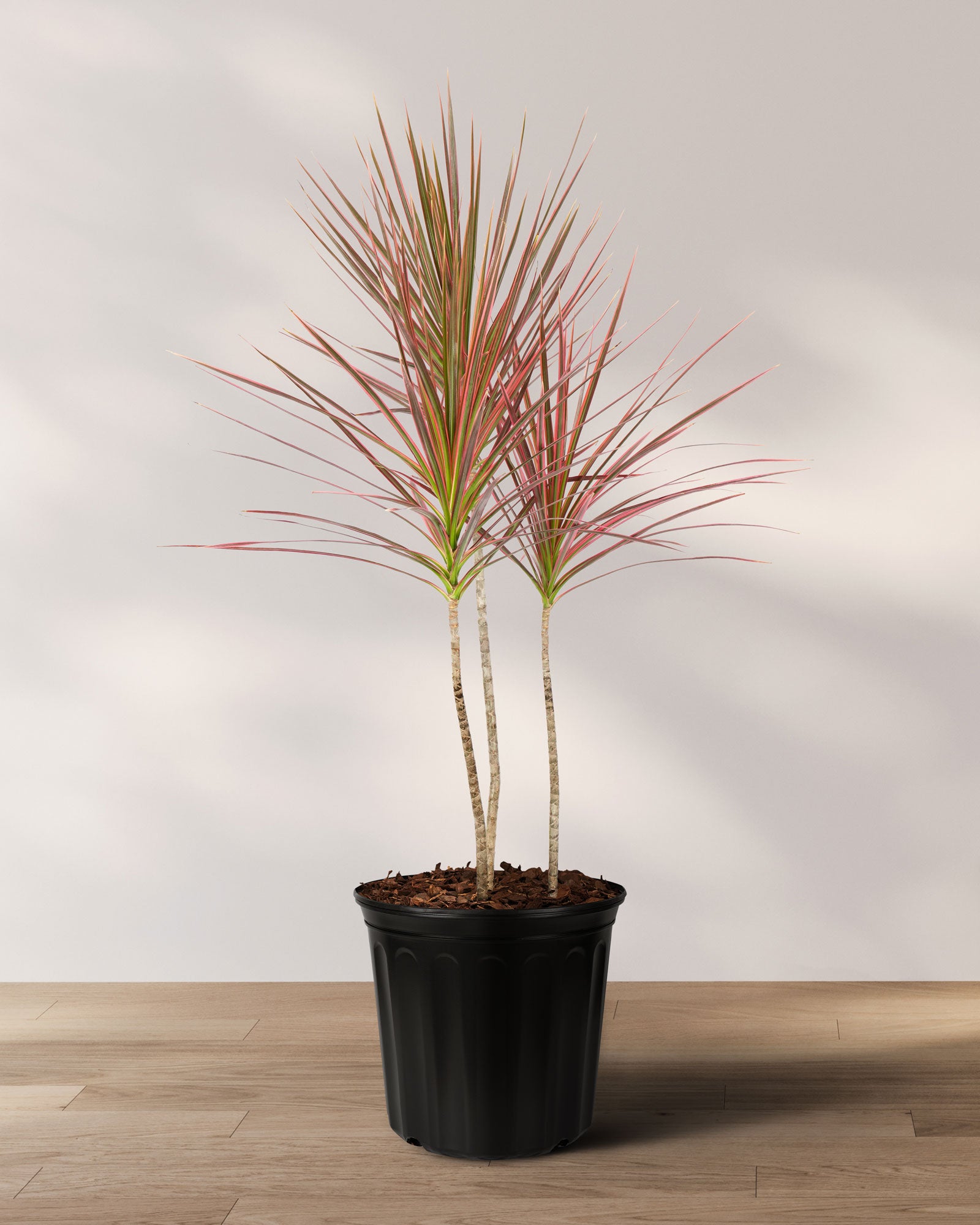 Dracaena Dragon Tree Colorama, Tree Form