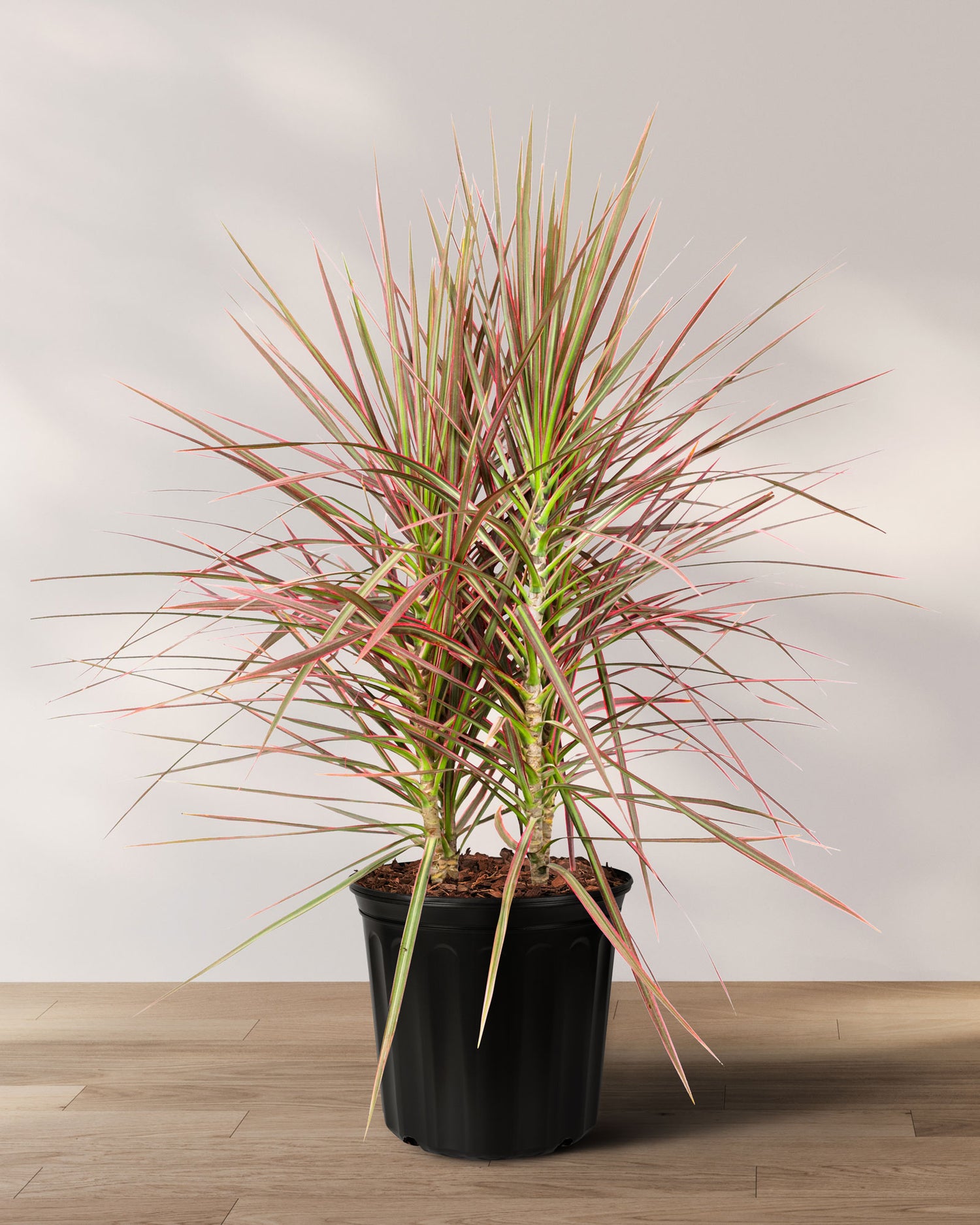 Dracaena Dragon Tree Colorama Bush