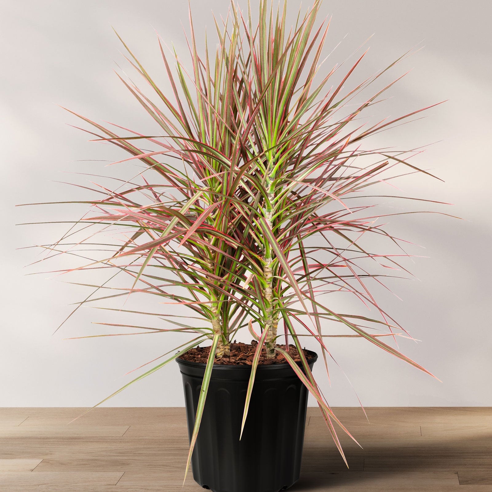 A potted Dracaena Dragon Tree with red and green fronds on a wooden floor against a white background.