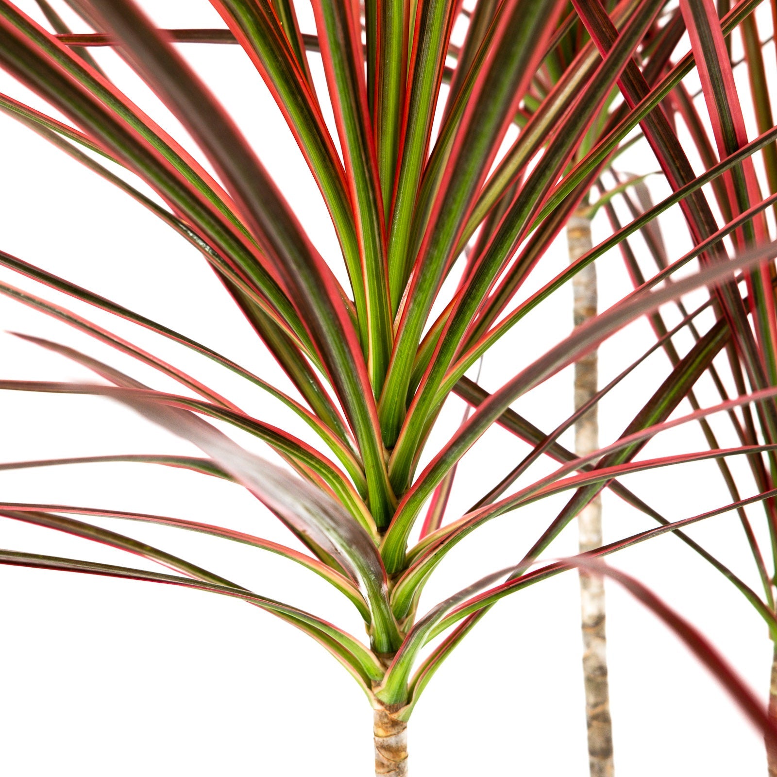 Close-up of the Dracaena Dragon Tree Colorama, Tree Form in a 3-gallon nursery pot for outdoor use to amplify tropical landscape textures.