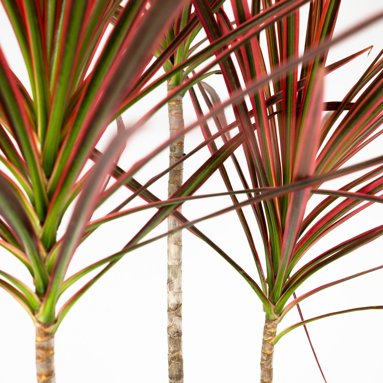 Close-up of an Dracaena Dragon Tree Colorama, Tree Form in a 2-gallon nursery pot for indoor use to amplify a tabletop or bright plant collection.
