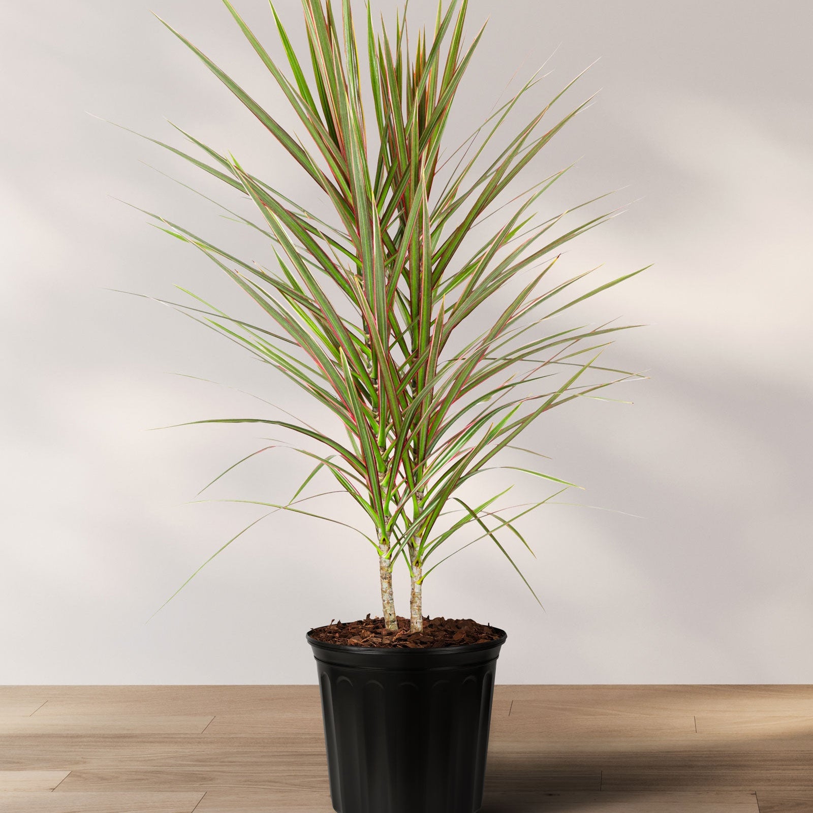 A potted Dracaena Dragon Tree with soft green leaves and light green edges, displaying its tall trunks and thin leaves against a plain background.