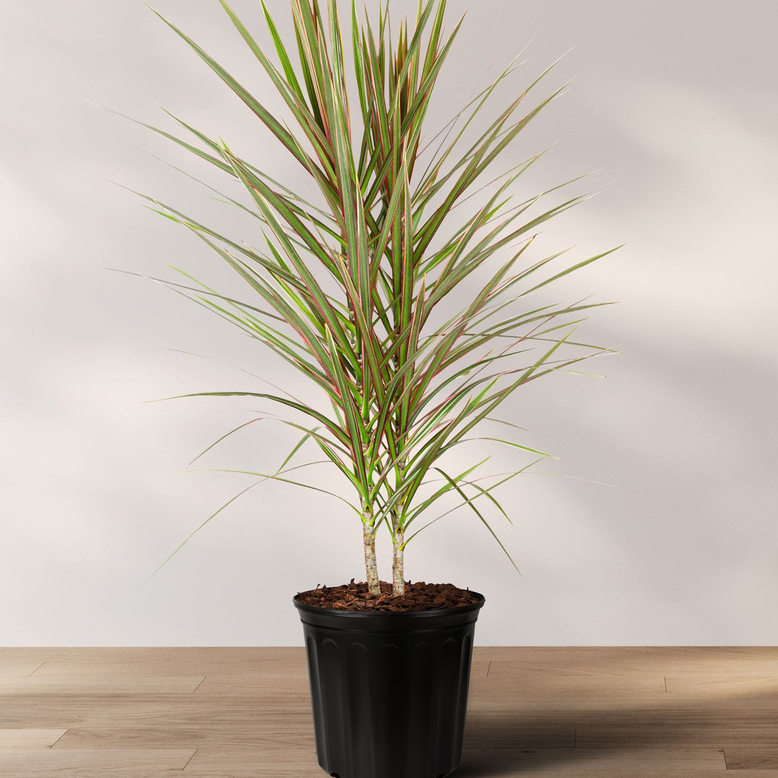 Young Dracaena Dragon Tree Bicolor, Tree Form in a 2-gallon decorative pot for indoor use to amplify a bright room corner or entryway.