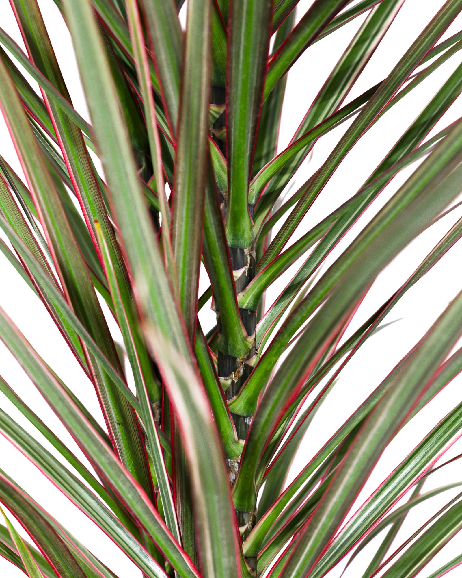 Dracaena Dragon Tree Bicolor Bush