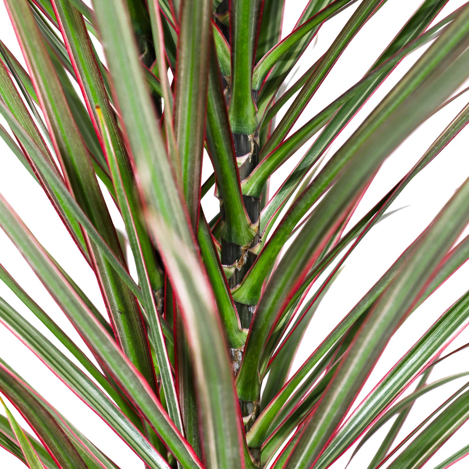 dracaena close-up of a plant with red and green leaves on a white background.