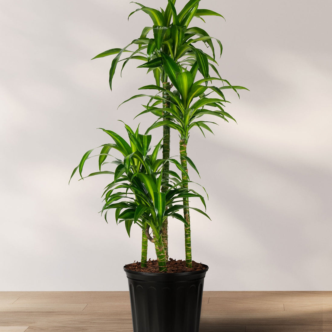 A potted Dracaena Hawaiian Sunshine plant with long green leaves and yellow stripes on a wooden floor against a white background.