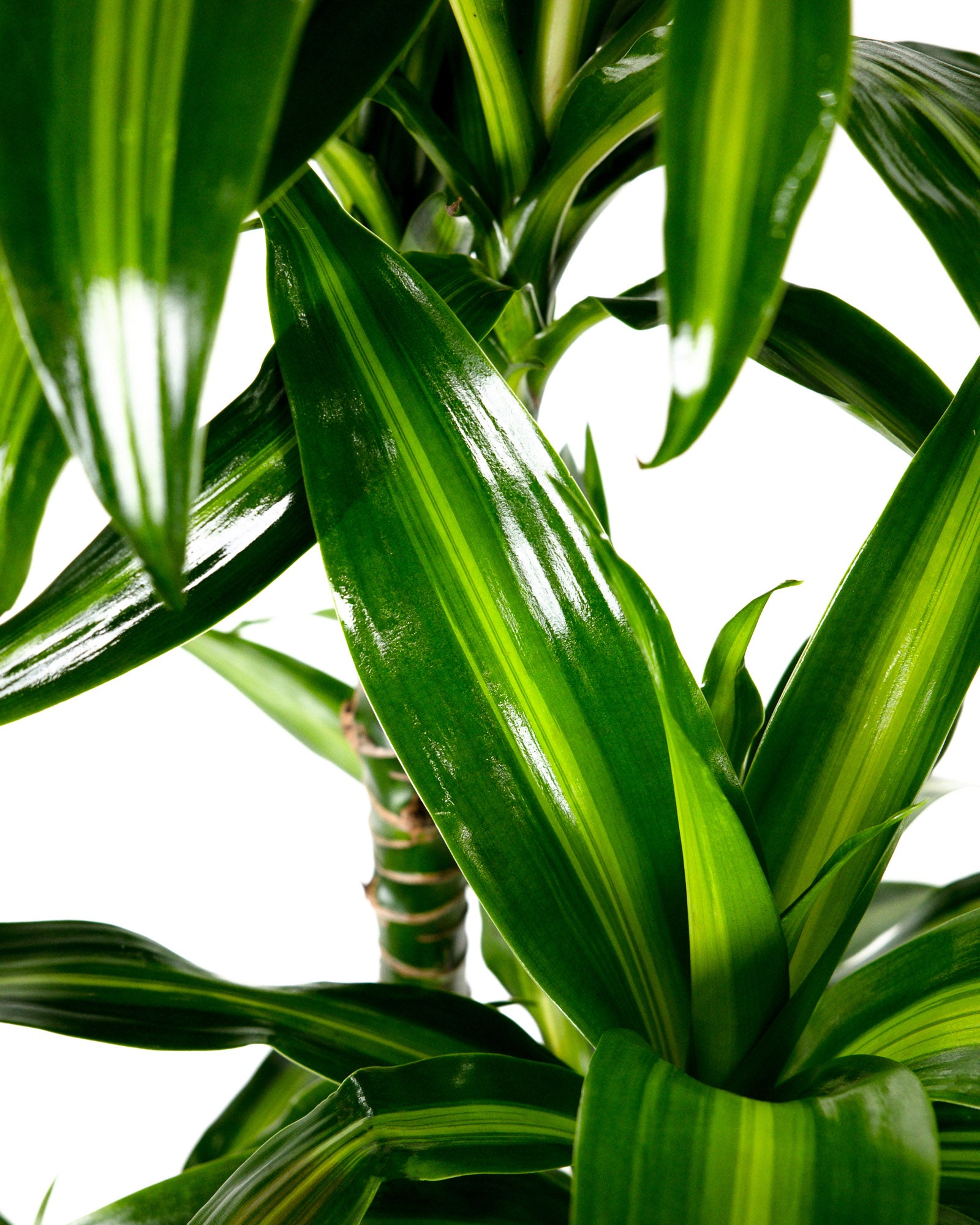 Dracaena Hawaiian Sunshine, Striped Dracaena Deremensis