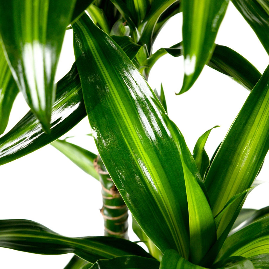 Close-up of a green plant with a white background
