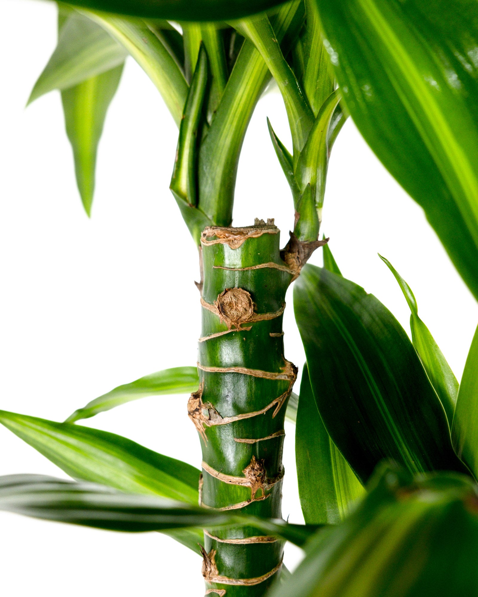 Dracaena Hawaiian Sunshine, Live Plant Indoor Air Purifier