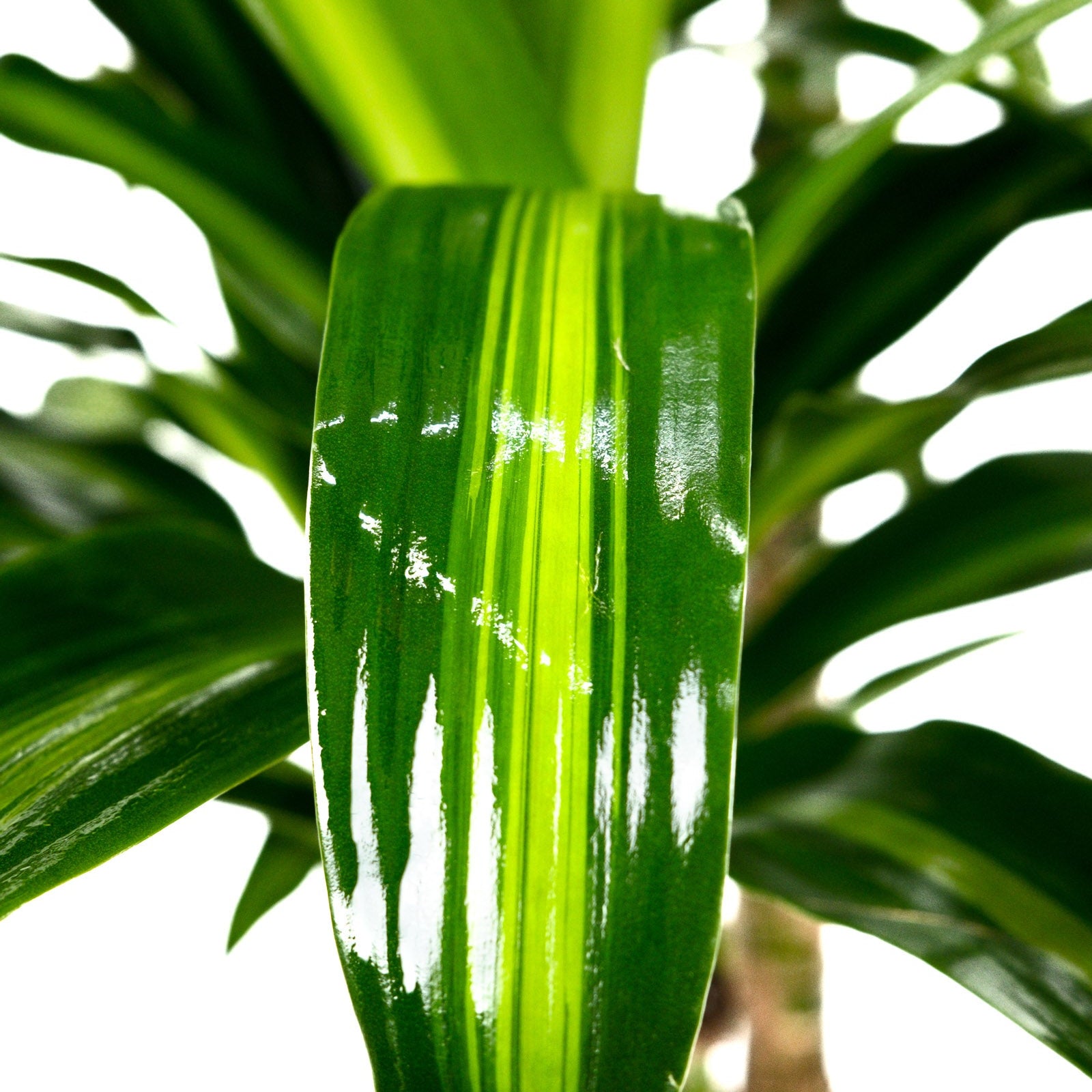 Dracaena Hawaiian Sunshine plant with long green leaves and yellow stripes on a wooden floor against a white background.