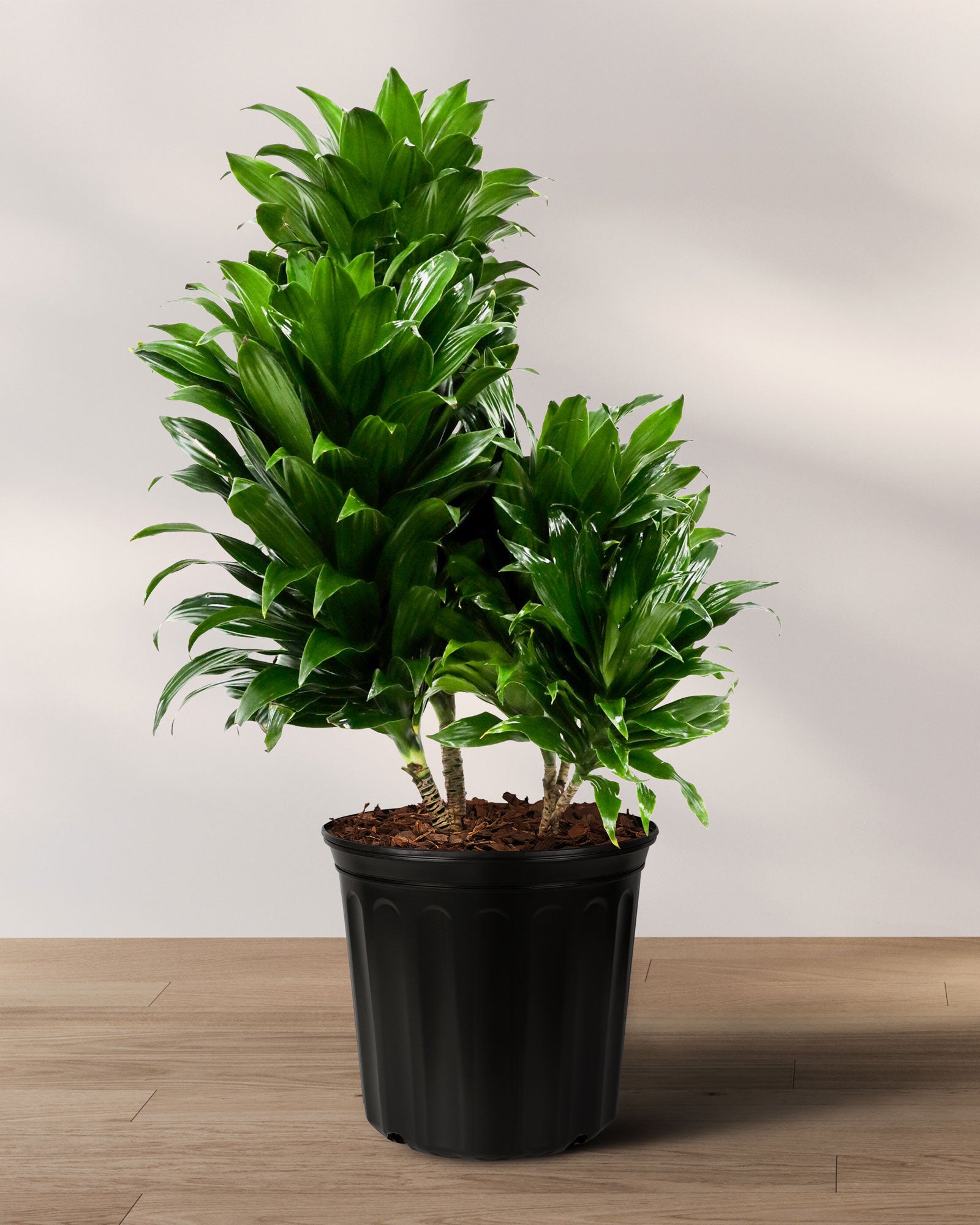 Dracaena Janet Craig Compacta Bush