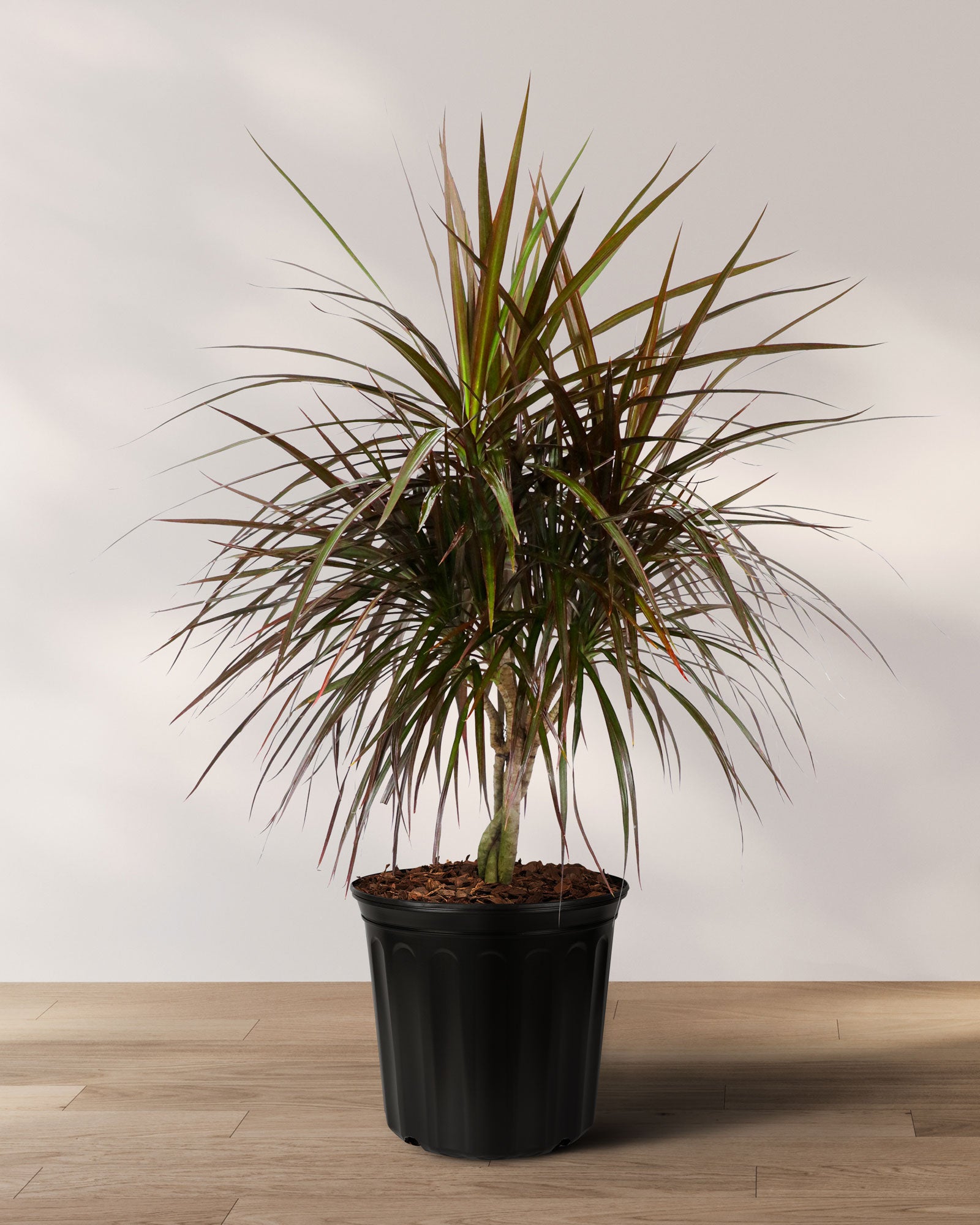 Dracaena Braided Trunk Magenta, Dragon Tree