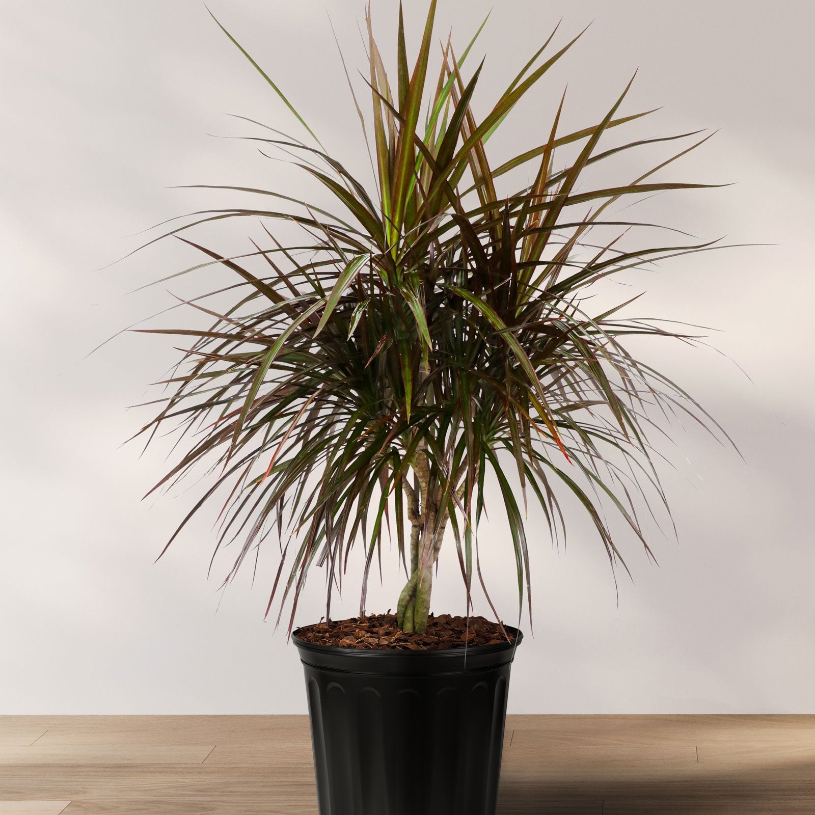 dracaena magenta braid Dracaena Braided Trunk Magenta, Dragon Tree – Eureka Farms