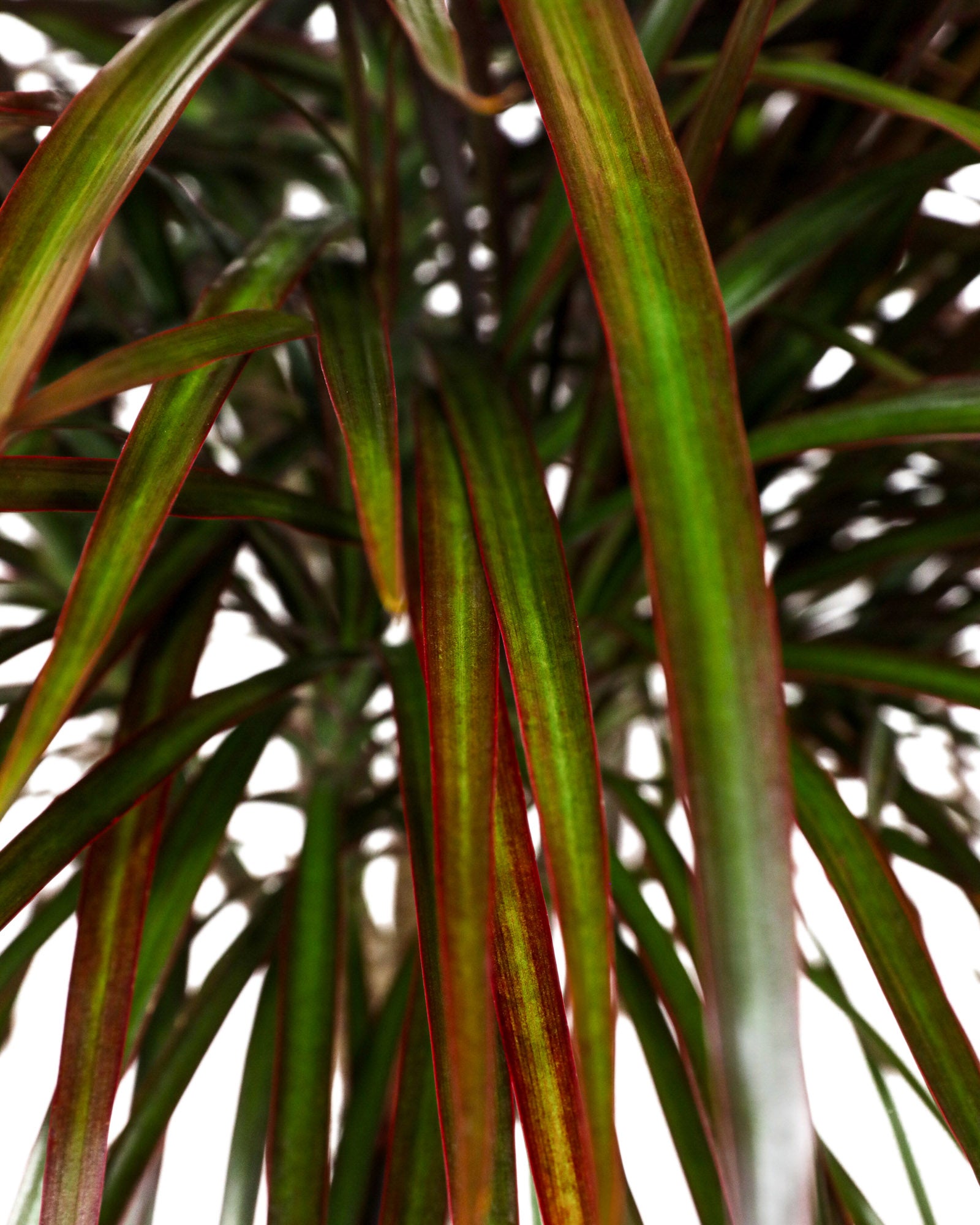 Dracaena Braided Trunk Magenta, Dragon Tree