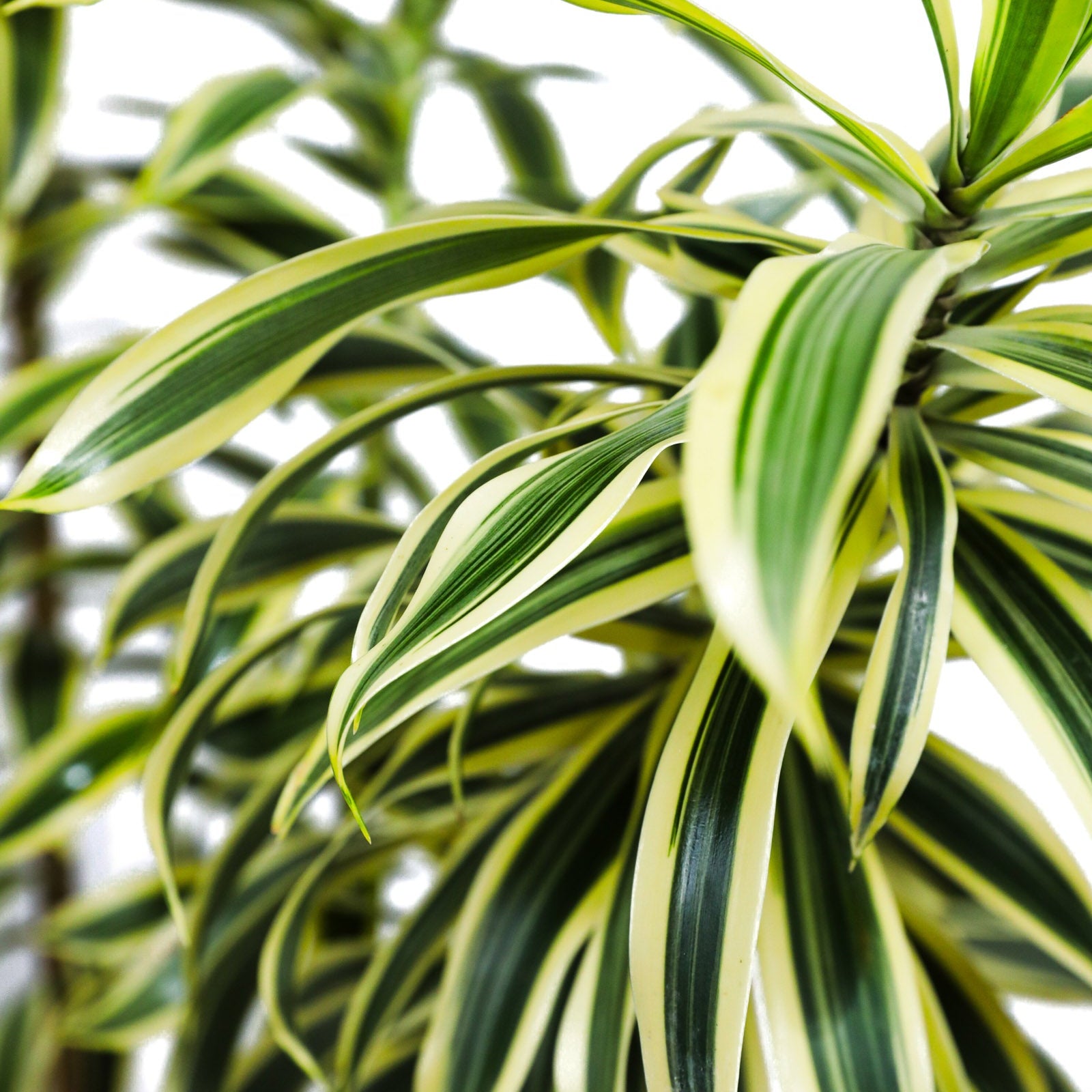 dracaena song of india Close-up of a variegated potted plant with green and yellow leaves.