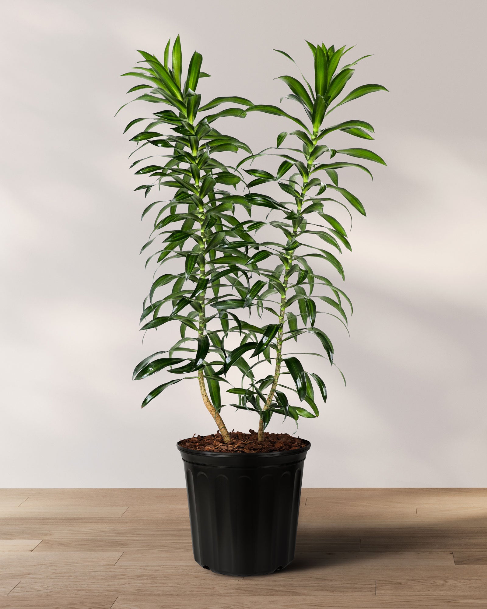 words to rubber tree plant song Dracaena Song of Jamaica, Dracaena Reflexa