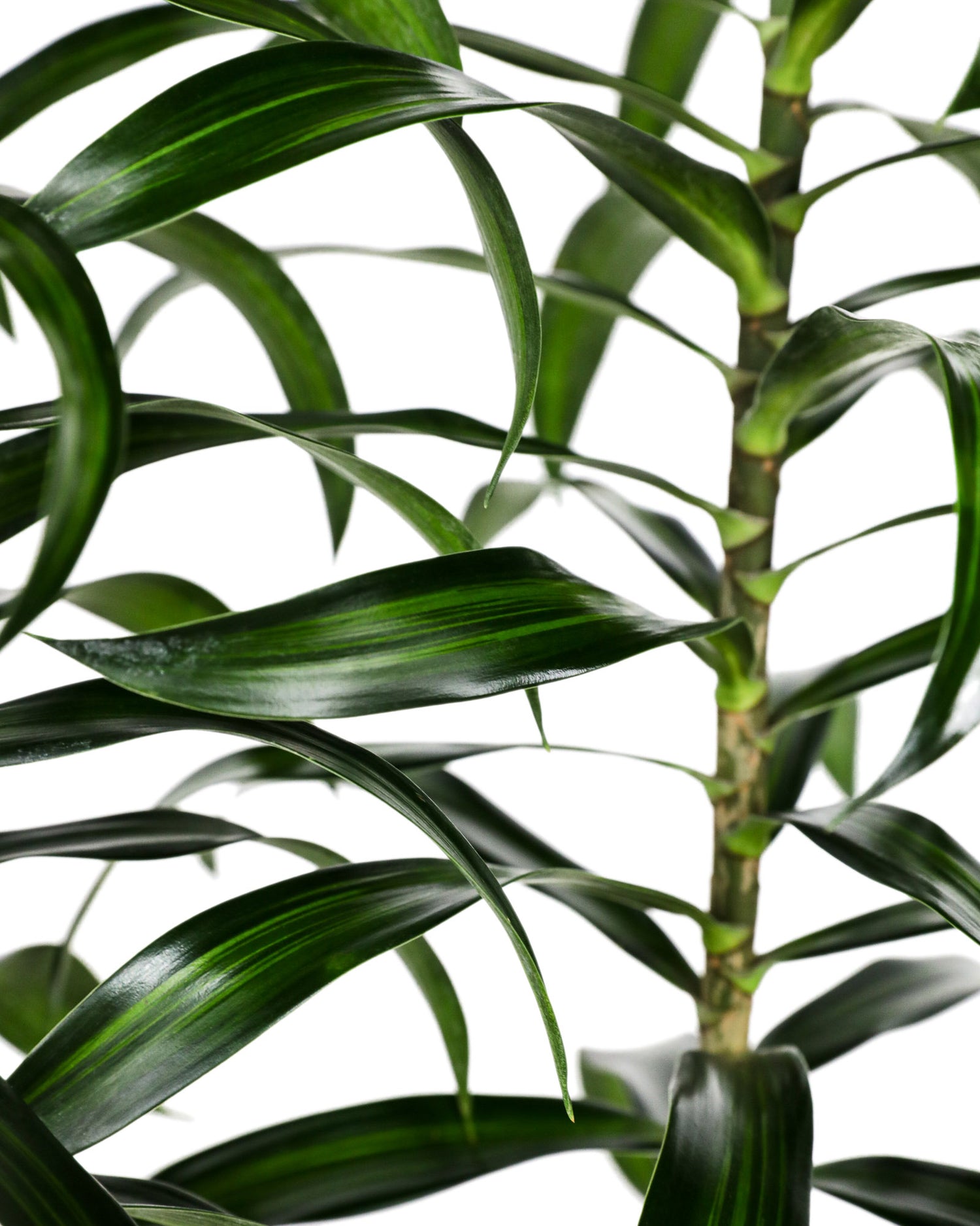 Dracaena Song of Jamaica, Dracaena Reflexa