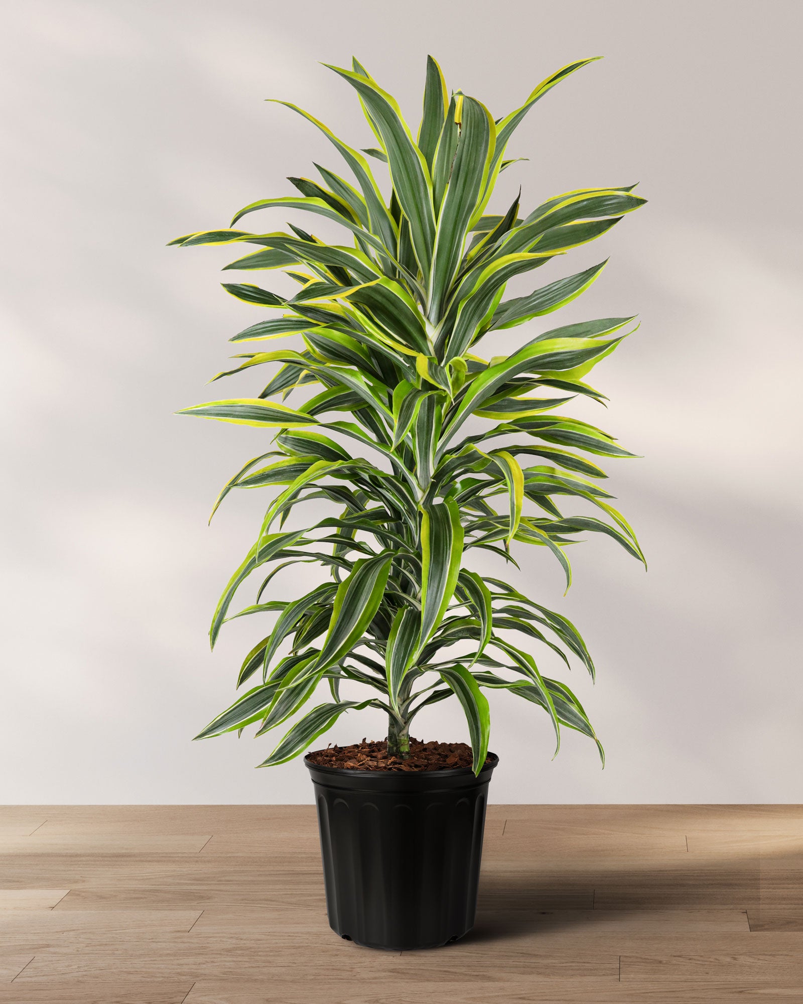 is dracaena a tropical plant Dracaena Warneckii, Lemon Lime Dragon Tree