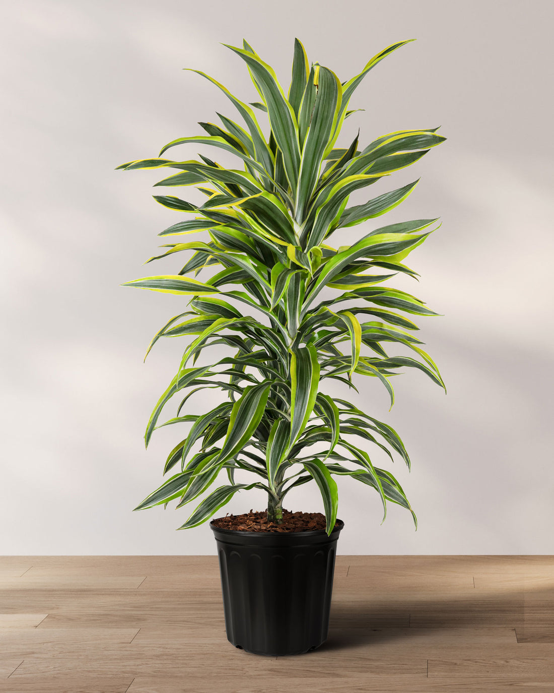 Dracaena Warneckii, Lemon Lime Dragon Tree