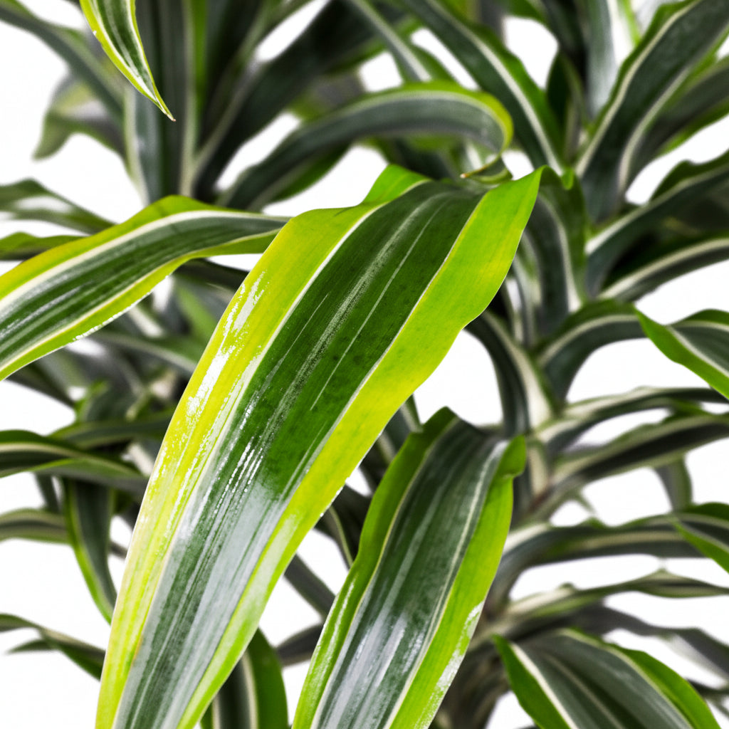 dracaena warneckii close-up of green plant leaves with a white background