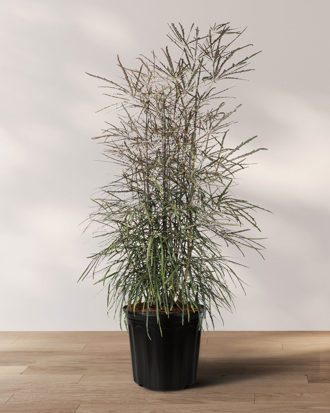 False Aralia, Schefflera Elegantissima