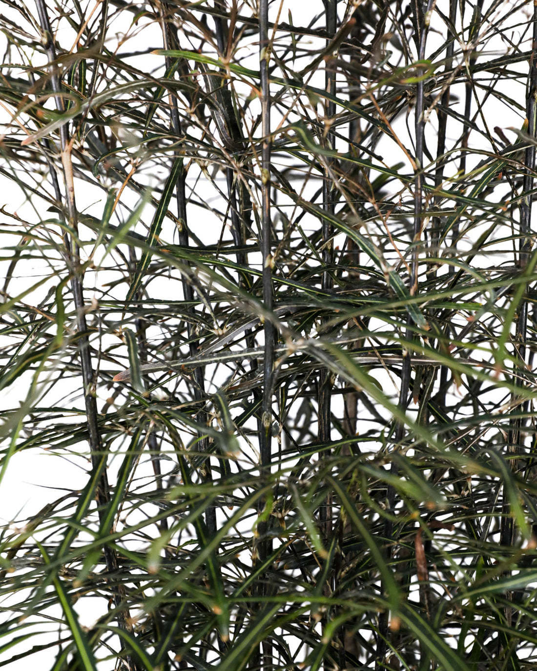 False Aralia, Schefflera Elegantissima